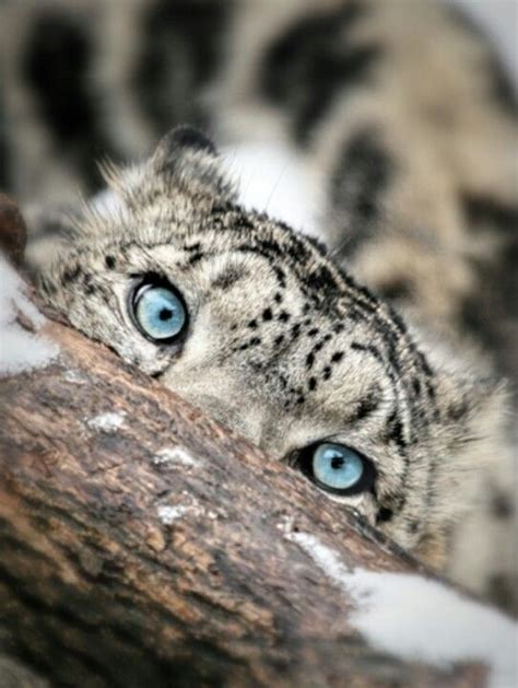 Blue eyes. ♡ | Cute animals, Animals beautiful, Beautiful cats