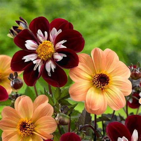 Dahlia Mixed Color - GardenHunt