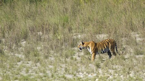 Bardia National Park travel | The Terai & Mahabharat Range, Nepal ...