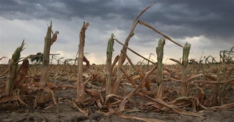 Climate Change Reduces Crop Yields, Says Study | TIME