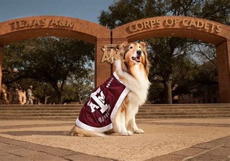 Former Texas A&M Mascot Reveille VIII Dies At Age 12 | Texas a&m, Texas ...