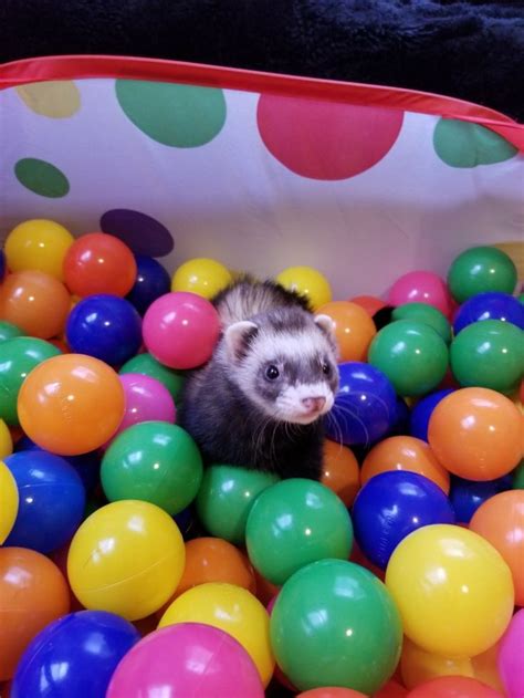 Ball pit | Ferret, Ball pit, Cute animals