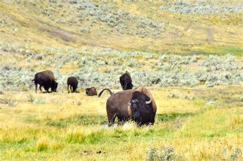 Herd of Buffalo stock image. Image of creature, crowd - 1113503