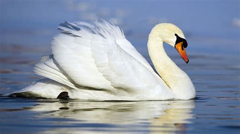 Beautiful white swan swimming - All Best Desktop Wallpapers