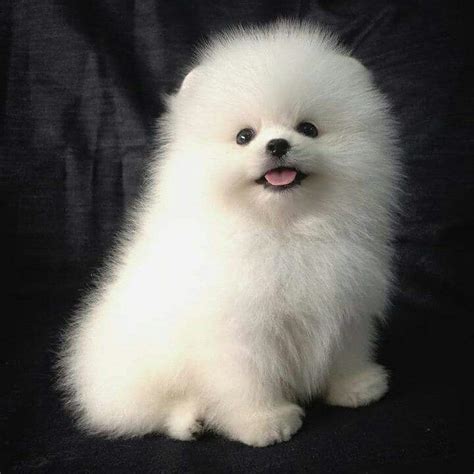 95 best The Love Of White Pomeranian! images on Pinterest | Animal babies, Baby animals and Cubs