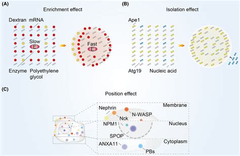 The mechanism of biomolecular condensates function. (A) In the... | Download Scientific Diagram