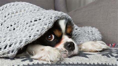 Dog Anxiety: The Warning Signs of Anxiety in Dogs | PetPlate