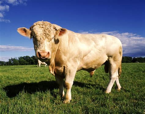 Charolais Bull, Ireland Photograph by The Irish Image Collection