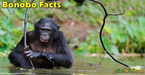 Bonobo Information, Facts, Pictures & Video. Meet Man's Closest Relative