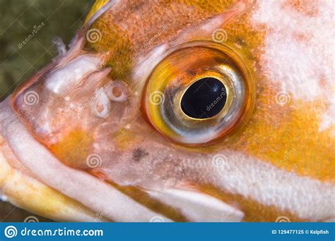 Copper Rockfish in Channel Islands Park Stock Image - Image of underwater, fishes: 129477125