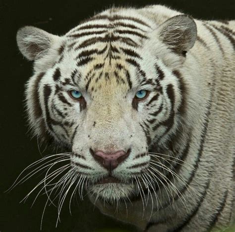 Beautiful blue-eyed white tiger @stevewinterphoto on Instagram | Tiger ...