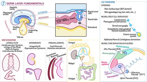 Anatomy & Physiology Fundamentals: The Germ Layers | Draw It to Know It