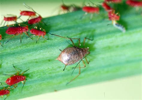 Aphids in home yards and gardens | UMN Extension