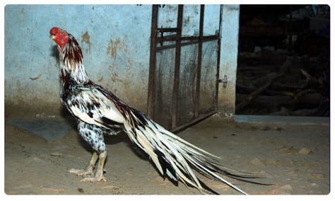 Hen fight in Andhra Pradesh: Sankranthi hen fight: Do you know one Hen cost- మొదలైన కోడి పందేల ...