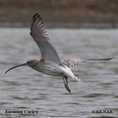 Eurasian Curlew (Numenius tenuirostris) - EUCU