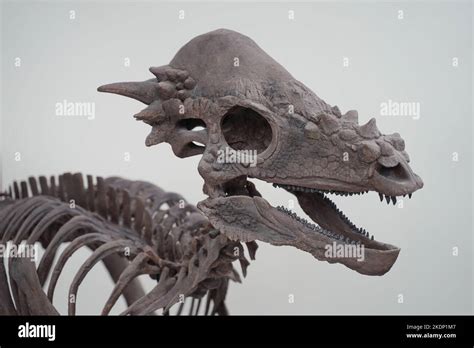 dinosaur skeleton on display inside a museum Stock Photo - Alamy