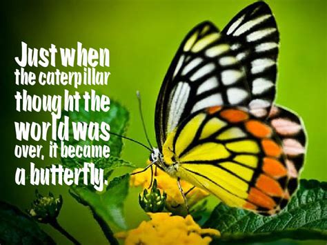 Butterfly Proverb About Life - Awesome Quotes About Life