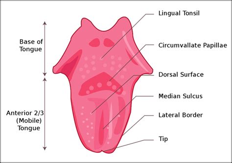 Dorsum of Tongue