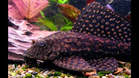 *THE LARGE SPOTTED PLECO* Plecostomus / Catfish / Algae eaters ...