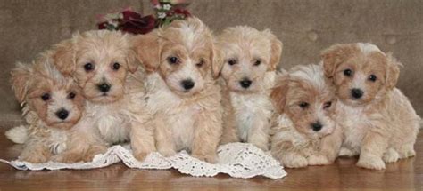 Maltipoo Dog Breeders Near Me | Maltipoo