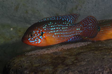 Red jewel cichlid ( Hemichromis bimaculatus ) male | Cichlids, Fish pet, Aquatic animals