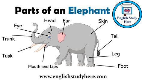 Parts of an Elephant Vocabulary - English Study Here