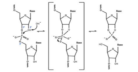 Why deoxyribose for DNA and ribose for RNA? - Biology Stack Exchange