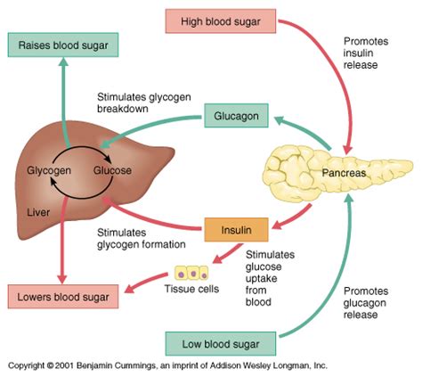 Weight Loss Frogs: Glucose, glucagon and insulin