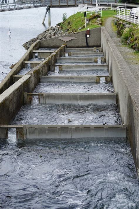 Juneau, Alaska, USA: Salmon Fish Ladder at the Macaulay Salmon Hatchery Stock Image - Image of ...