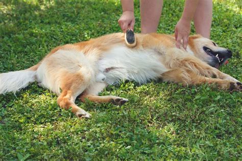 Best Tips for Grooming a Golden Retriever - Time for Goldens