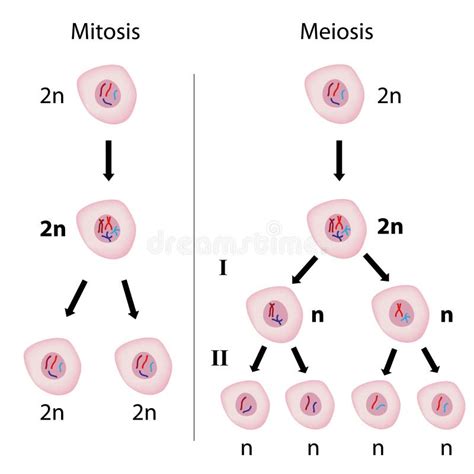 Mitosis versus meiosis stock vector. Image of biology - 25707837