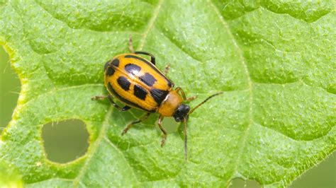 Bean Leaf Beetle Problems? Here's How To Handle Them