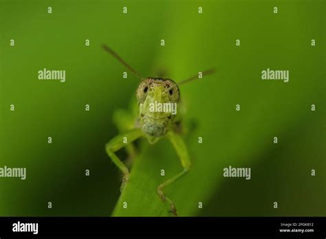 Grasshopper Eyes Looking, Grasshopper Eye Macro On Leaf, Green ...