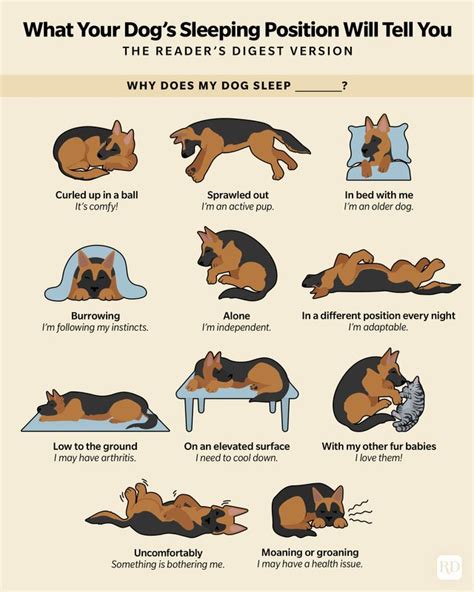 What Your Dog's Sleeping Position Will Tell You | Reader's Digest