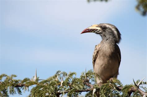 Hornbill Bird Nature - Free photo on Pixabay - Pixabay