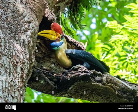 A male Knobbed Hornbill (Rhyticeros cassidix) feeding a breeding female ...