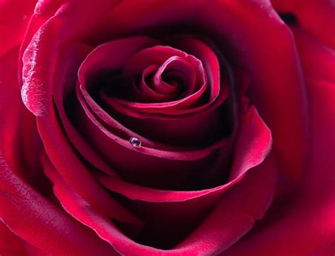 Premium Photo | A red rose with dew drops on the petals closeup macro