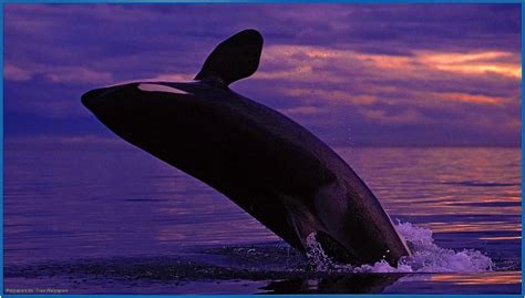 Orca Screensaver 3D Animated - Download-Screensavers.biz