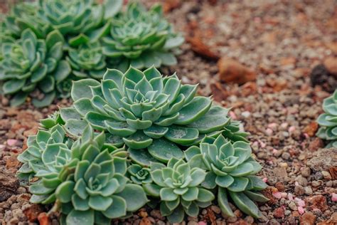 7 Best Succulent Ground Covers to Try