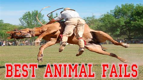 BEST ANIMAL FAILS - Ultimate Animal Fails Compilation 2016 - Animal Fail Videos - YouTube