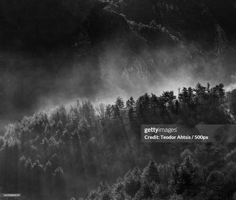 Trees In Forest Against Sky At Night Asenovgrad Bulgaria High-Res Stock ...