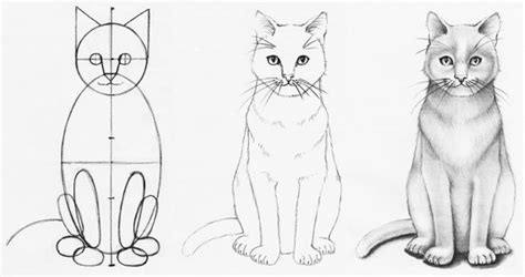 How to Draw a Realistic Cat Step-by-step - Udemy Blog