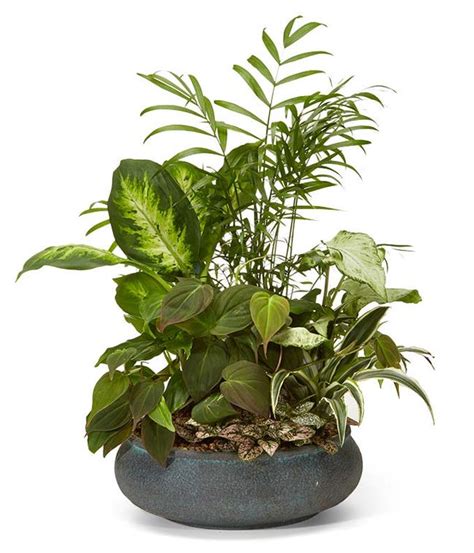 Send Plants for Delivery - Show You Care with a Living Gift