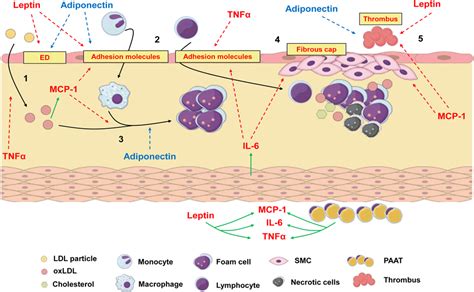 Frontiers | Adipokines, diabetes and atherosclerosis: an inflammatory association | Physiology