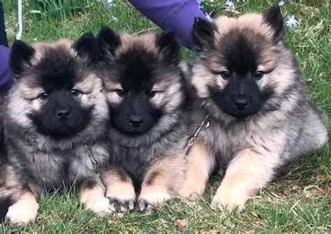 Eurasier Puppies | in Banchory, Aberdeenshire | Gumtree