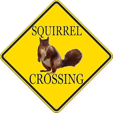 Amazon.com: Squirrel Xing Funny Crossing Sign Quality Metal Sign Tin Sign 12x12 Inch : Home ...