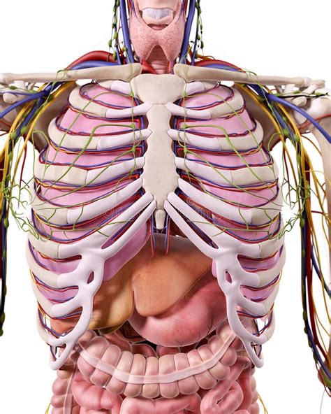 The thorax anatomy stock illustration. Illustration of body - 56648309