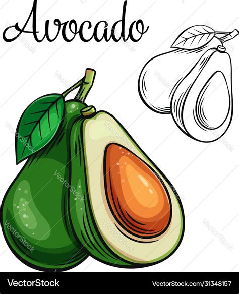 Avocado drawing icon Royalty Free Vector Image