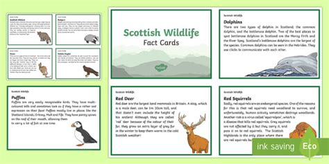 Scottish Wildlife Fact Cards for Children - Primary Resource