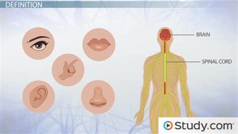 Sensory Memory | Overview, Examples & Types - Lesson | Study.com